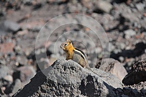 Chipmonk - three sisters - cascades, OR, USA