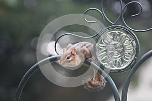 Chipmonk on Wrought Iron Fence