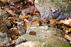 Chipmuck ground-squirrel between yellow leaves and rocks with some bright green fresh imps. Spring. Closeup.