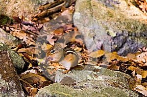 Chipmuck ground-squirrel between yellow leaves and rocks with some bright green fresh imps. Spring. Closeup.