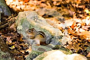 Chipmuck ground-squirrel between yellow leaves and rocks with some bright green fresh imps. Spring. Closeup.