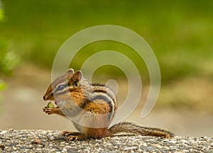 Chipmunk