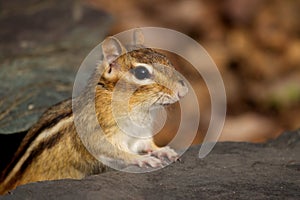 Chipmunk