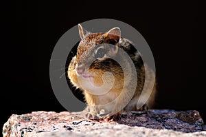 Chipmunk