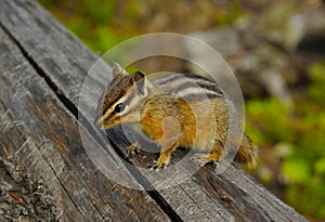 Chipmunk