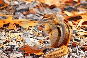 Chipmunk photo