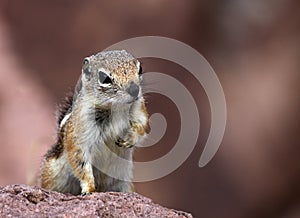 Chipmunk