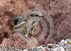 Chipmunk