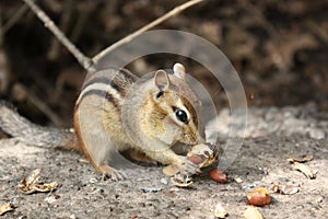 Chipmunk