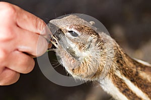 Chipmunk