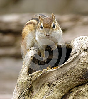 Chipmunk 2