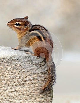 Chipmunk