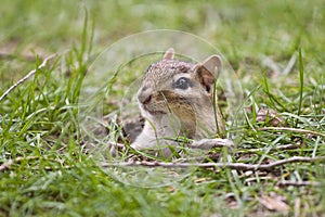 Chipmunk photo