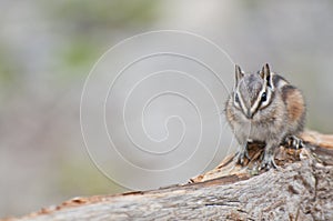 Chipmunk