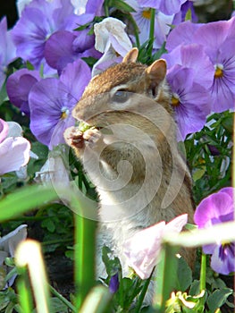 Chipmunk in Flowers photo