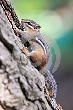 Chipmunk