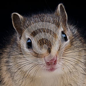 Chipmunk