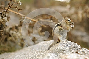 Chipmunk