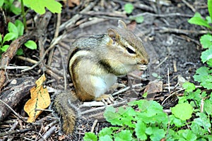 Chipmunk