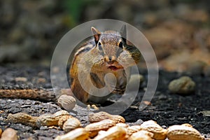 Chipmunk