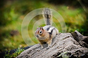 Chipmunk