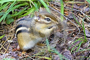 Chipmunk