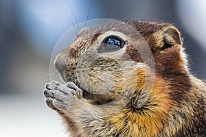 Chipmunk