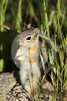 Chipmunk