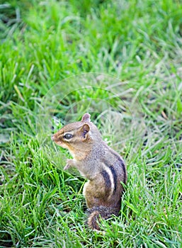 Chipmunk