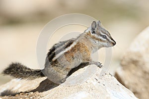 Chipmunk