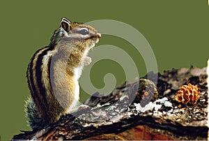 Chipmunk