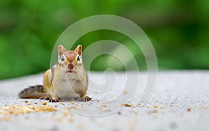 chipmunk