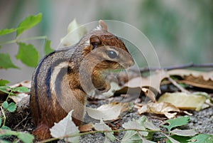 Chipmunk