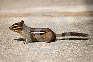 Chipmunk