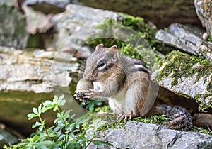 Close-up of Eastern Chipmunk Holding Acorn photo