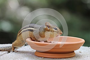 Chipmunk - Asking for More Food