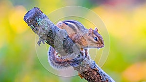 Chipmunk in autumn in Governor Knowles State Forest Wisconsin photo