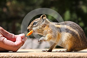 Chipmunk Being Fed