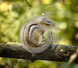 Chipmunk on Branch