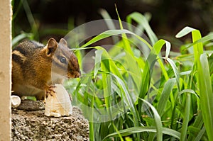 Chipmunk breakfast