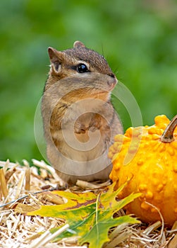 Chipmunk with a bumpy pumpkin