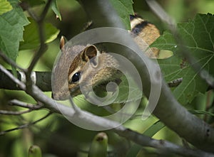 Chipmunk in the Bushes