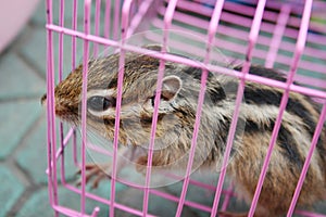 Chipmunk in cage