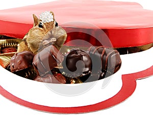 Chipmunk in candy box