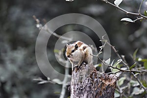 Chipmunk in the wood photo