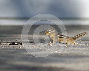 Chipmunk caught in its tracks