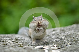 Chipmunk with cheeks full of nuts and seeds 4
