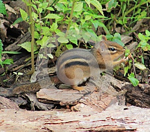 Chipmunk
