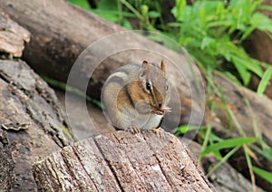 Chipmunk