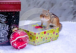 Chipmunk chooses a gift for christmas